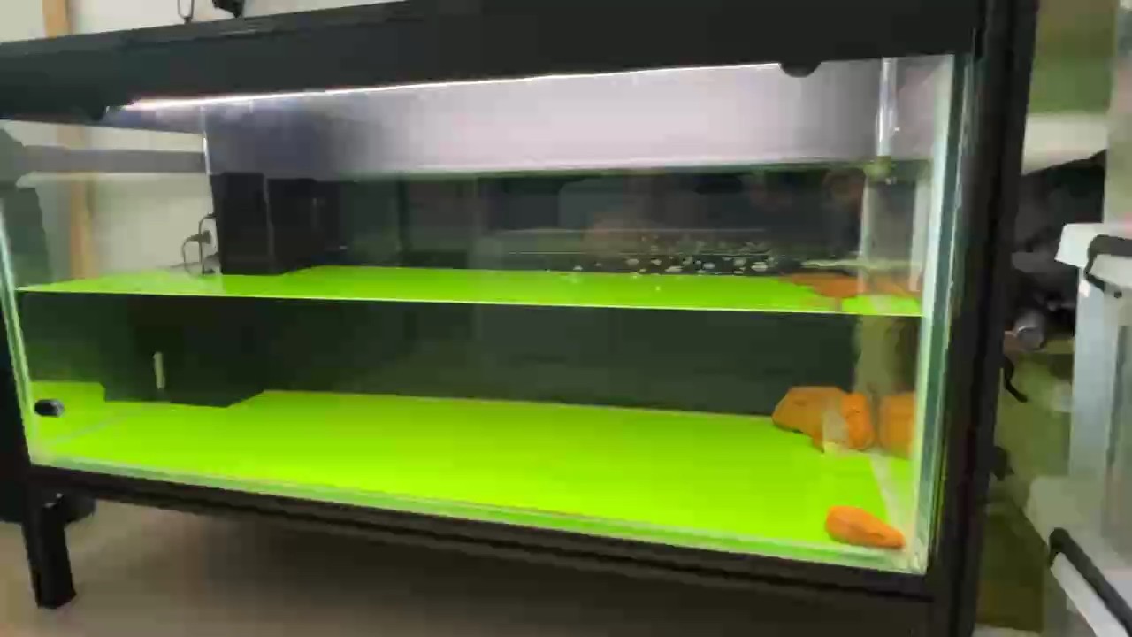 鯊魚仔應該認出主人了！成功[deyi]