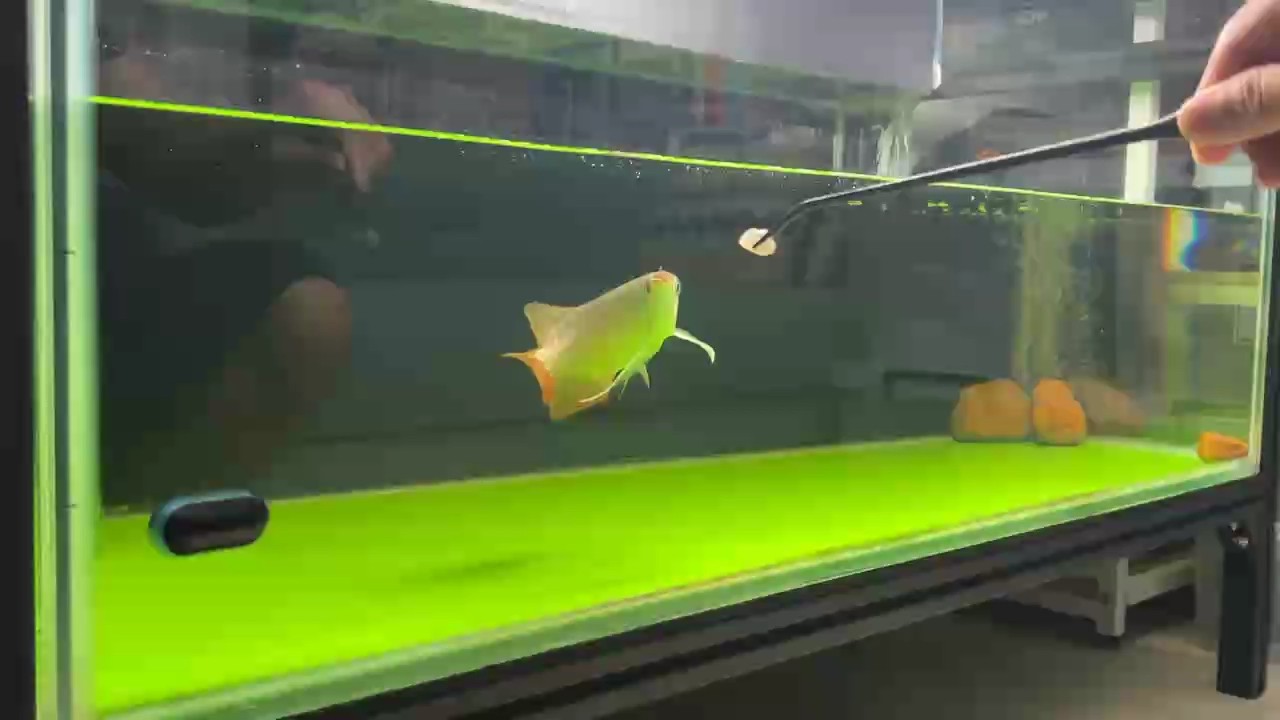 鯊魚仔今天終于有吃食的樣子了，希望狀態(tài)越來(lái)越好！