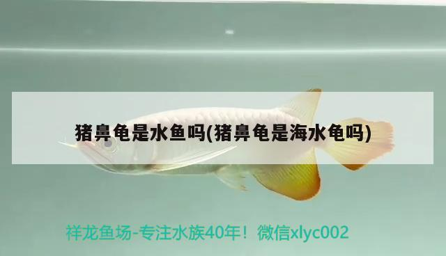 豬鼻龜是水魚嗎(豬鼻龜是海水龜嗎)
