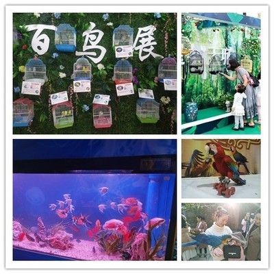 十堰水族館vs祥龍魚場（十堰水族館與祥龍魚場有什么區別？）