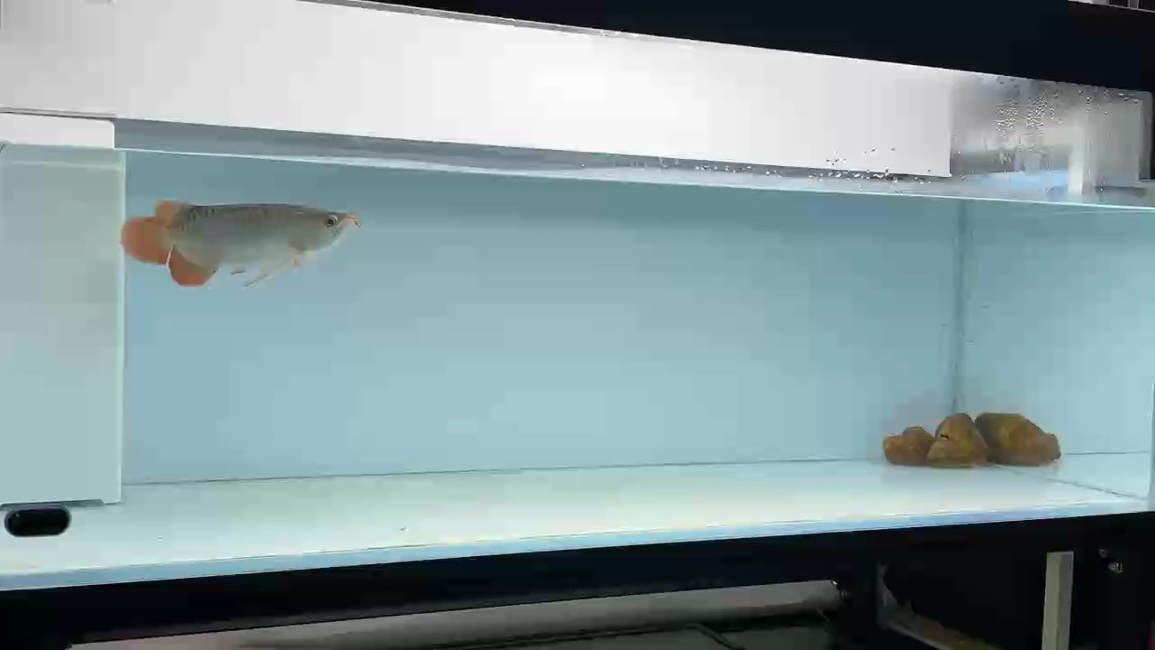 老虎仔今天的狀態還沒有完全恢復哦，工作還是慢悠悠的！