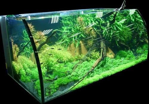 800魚缸造景圖：800魚缸造景設計和裝修效果圖制作步驟和注意事項