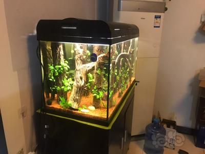 800魚缸造景圖：800魚缸造景設(shè)計(jì)和裝修效果圖制作步驟和注意事項(xiàng)