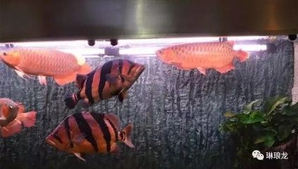 印尼虎和龍魚混養：印尼虎和龍魚可以混養但需要注意以下幾個關鍵因素