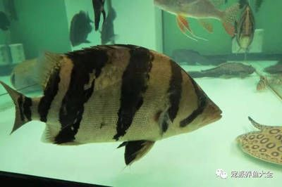 印尼虎魚變黑怎么變明顯的了：印尼虎魚體色變黑與基因有很大關(guān)系，飼養(yǎng)過程中應(yīng)盡量保持穩(wěn)定