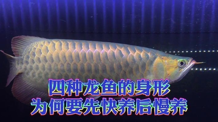 龍魚慢養最忌三種東西vs祥龍魚場：關于龍魚養殖的一些禁忌事項