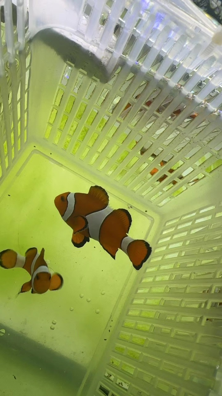 野生宿務(wù)公子小丑魚(yú)