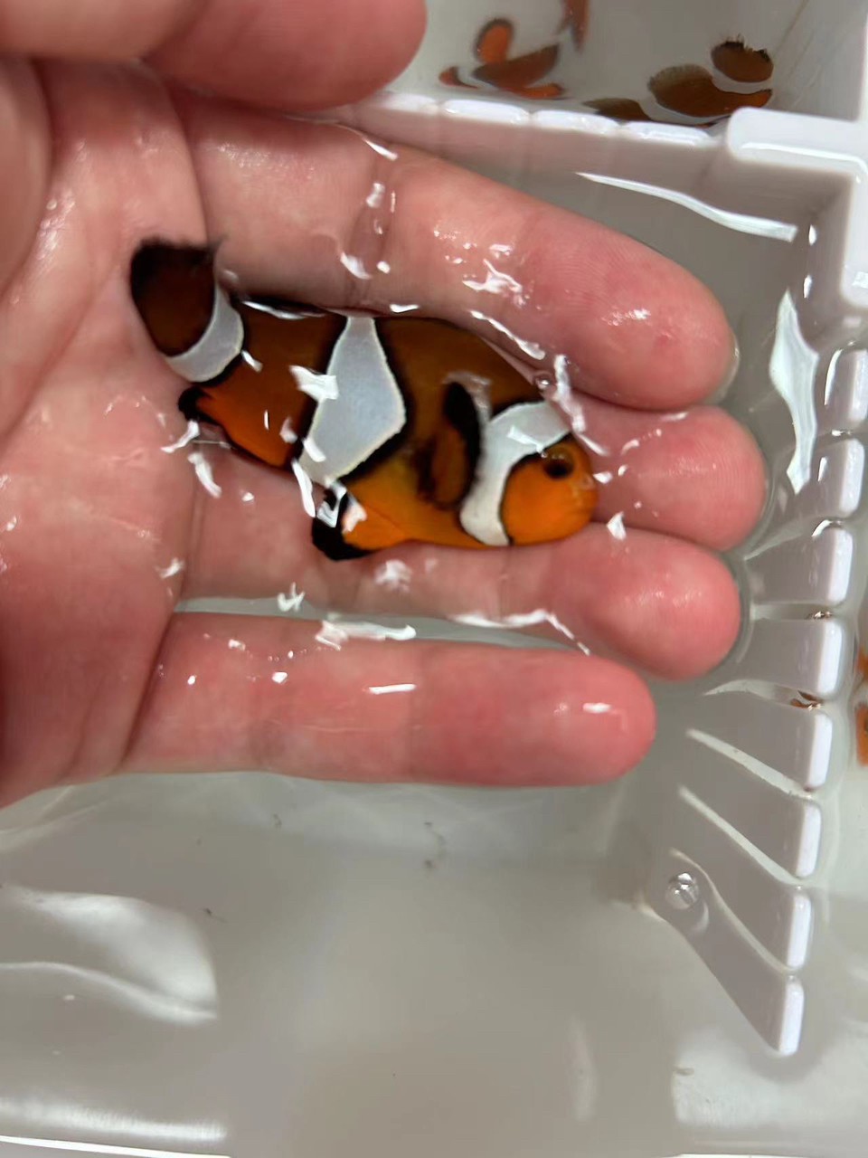 野生宿務(wù)公子小丑魚(yú)
