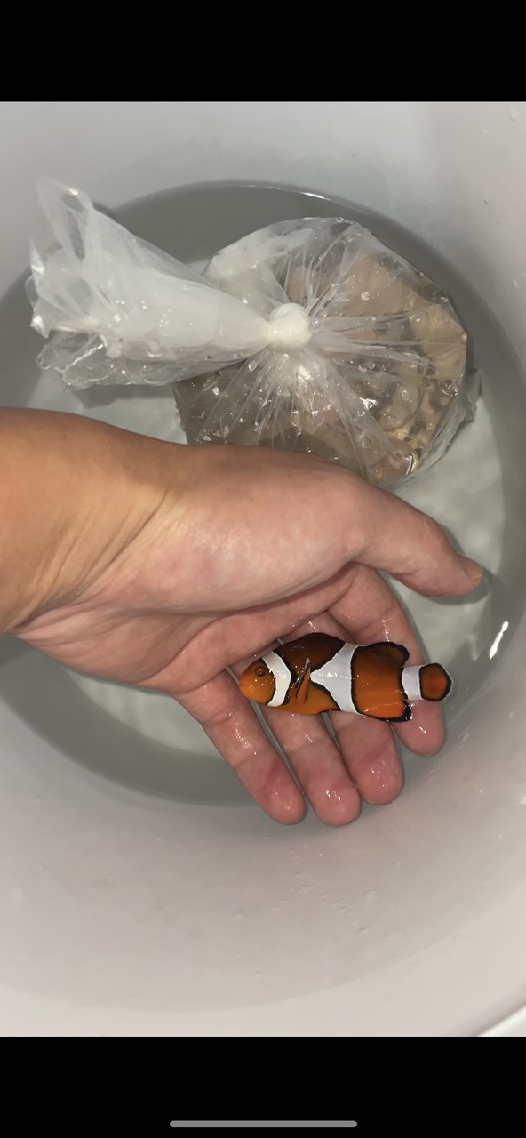 野生宿務(wù)公子小丑魚(yú)