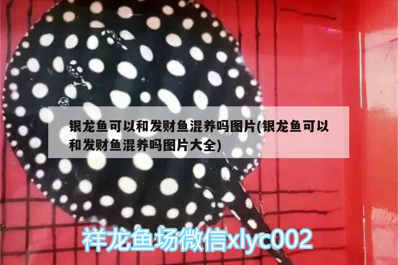 銀龍魚可以和發財魚混養嗎圖片(銀龍魚可以和發財魚混養嗎圖片大全)