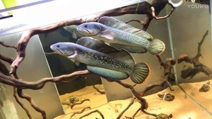 龍魚缸ph值越來越低vs祥龍魚場：祥龍魚場評價如何，龍魚適宜的ph值范圍