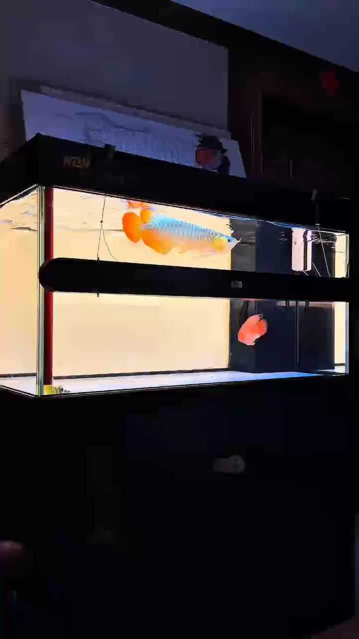 我選紅龍的標準
