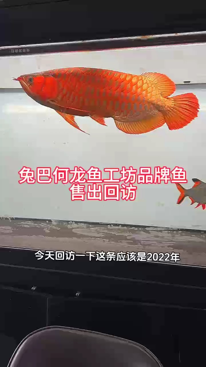 兔巴何龍魚工坊品牌魚售出回訪