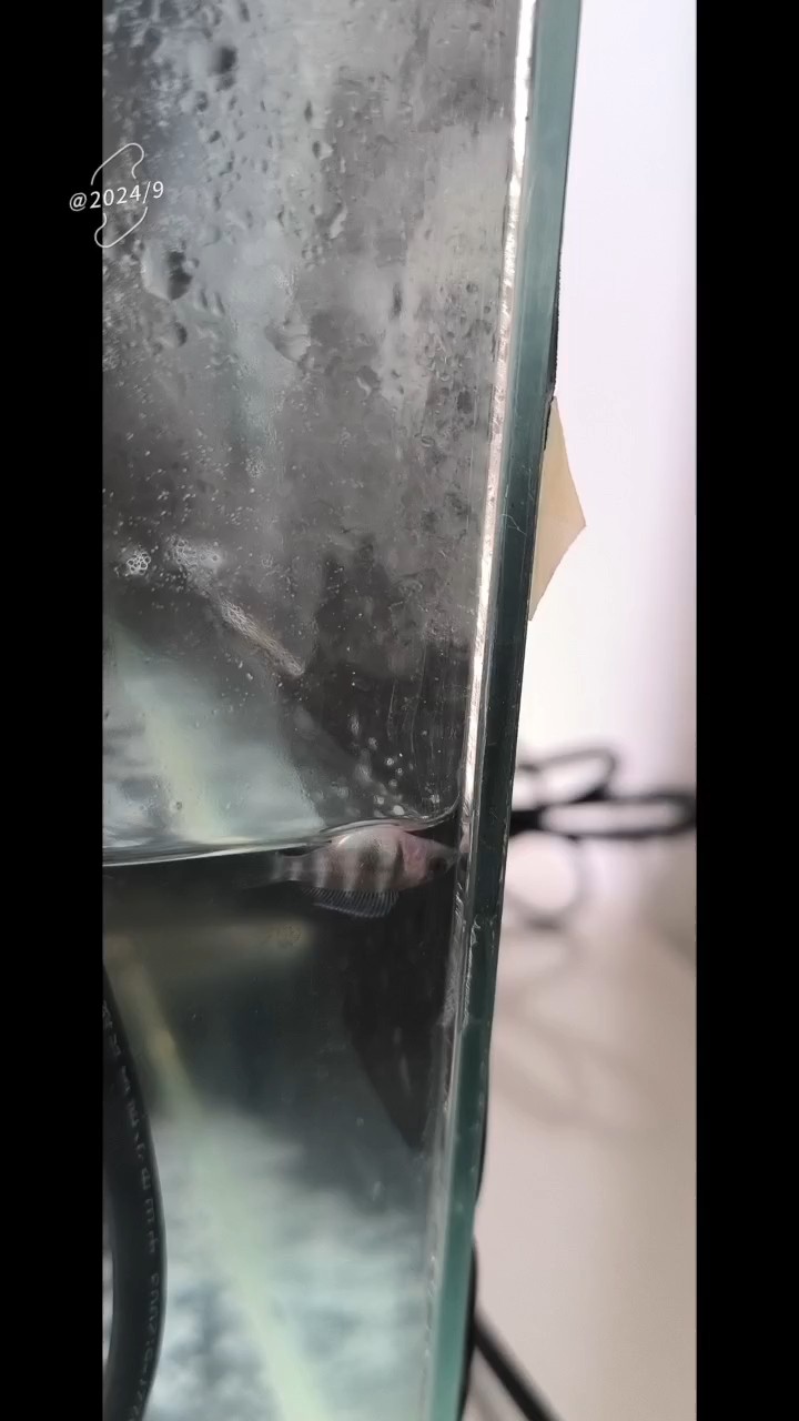 薩伊藍魚苗肚子朝上