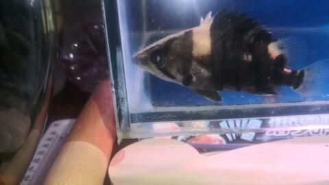 虎魚大小眼是白內障嗎：虎魚大小眼是白內障嗎？
