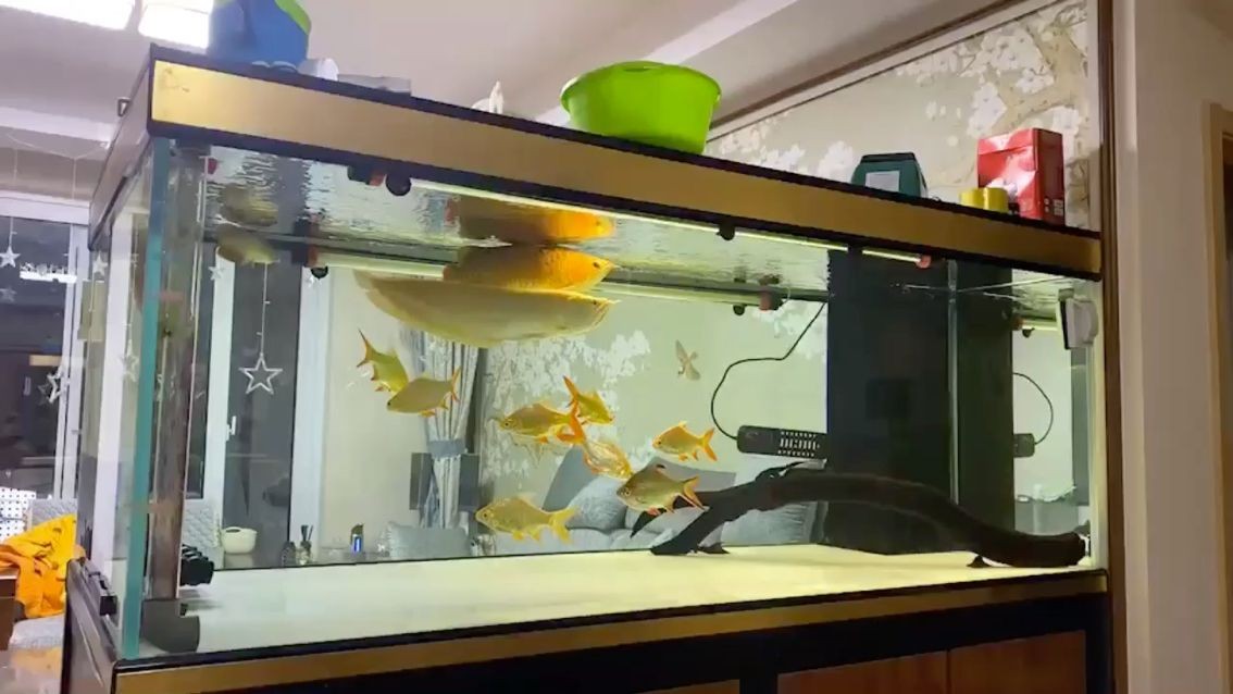呼和浩特新城區貳拾陸度海景水族店