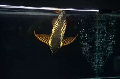 如何模擬自然光照養金龍魚：模擬自然光照養金龍魚