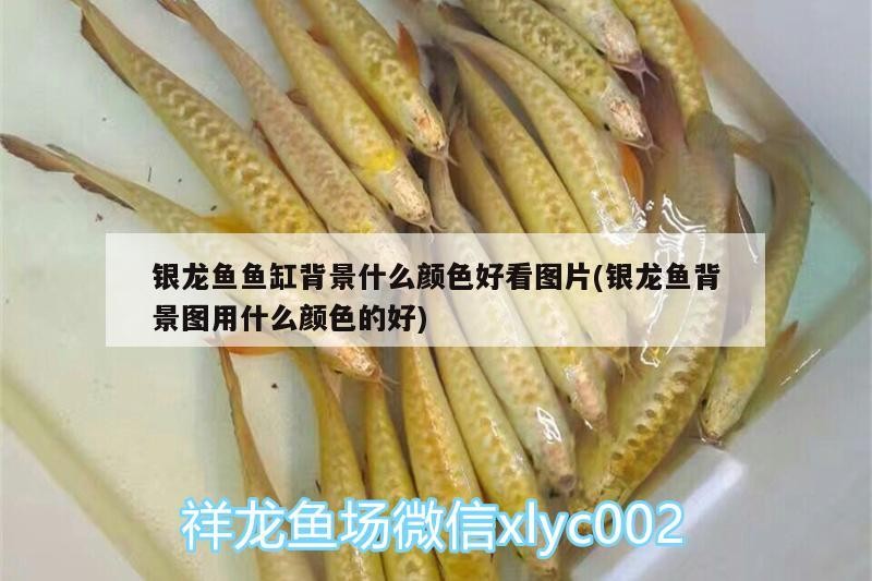 銀龍魚魚缸背景什么顏色好看圖片(銀龍魚背景圖用什么顏色的好)