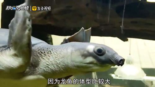 豬鼻龜能跟哪種龜混養(yǎng)：豬鼻龜與其他龜類混養(yǎng)需要注意什么，豬鼻龜混養(yǎng)需要注意什么