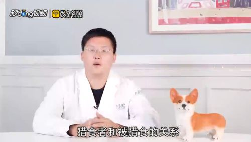 豬鼻龜能跟哪種龜混養(yǎng)：豬鼻龜與其他龜類混養(yǎng)需要注意什么，豬鼻龜混養(yǎng)需要注意什么