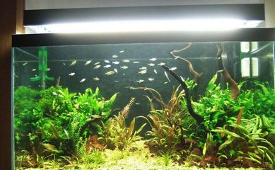 斗魚缸造景用什么底沙好看又實用：斗魚缸造景底沙的選擇