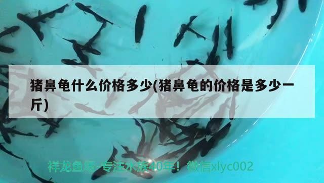 豬鼻龜什么價格多少(豬鼻龜的價格是多少一斤)