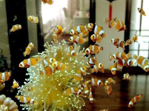 觀賞魚的市場定位（觀賞魚市場規模將持續增長）