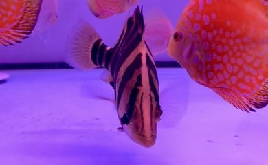 兩只小虎魚打架怎么辦：兩只小虎魚打架怎么辦，兩只小虎魚打架的解決方案