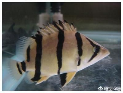 虎魚和什么魚混養好看：虎魚與什么魚混養好看