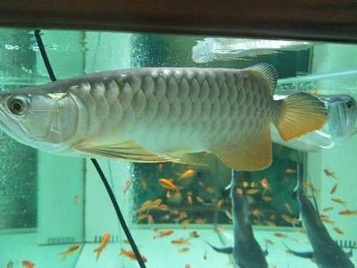 過背金龍魚幼魚辨別公母圖片：過背金龍魚幼魚辨別公母