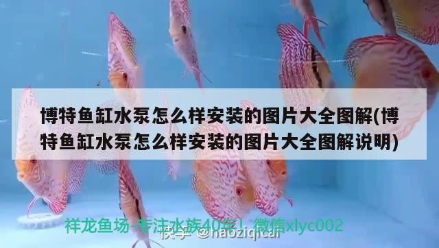 博特魚缸水泵怎么樣安裝的圖片大全圖解(博特魚缸水泵怎么樣安裝的圖片大全圖解說明)