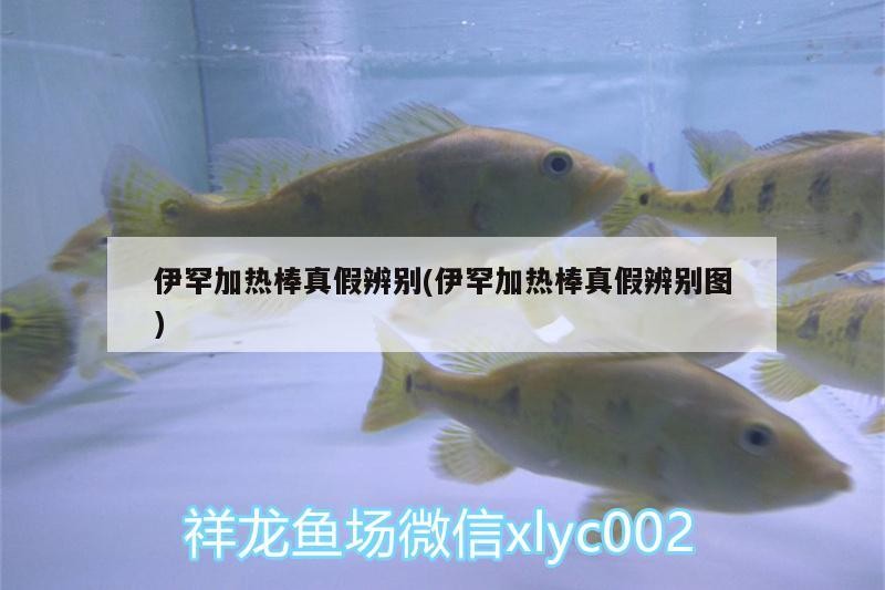 伊罕加熱棒真假辨別(伊罕加熱棒真假辨別圖)