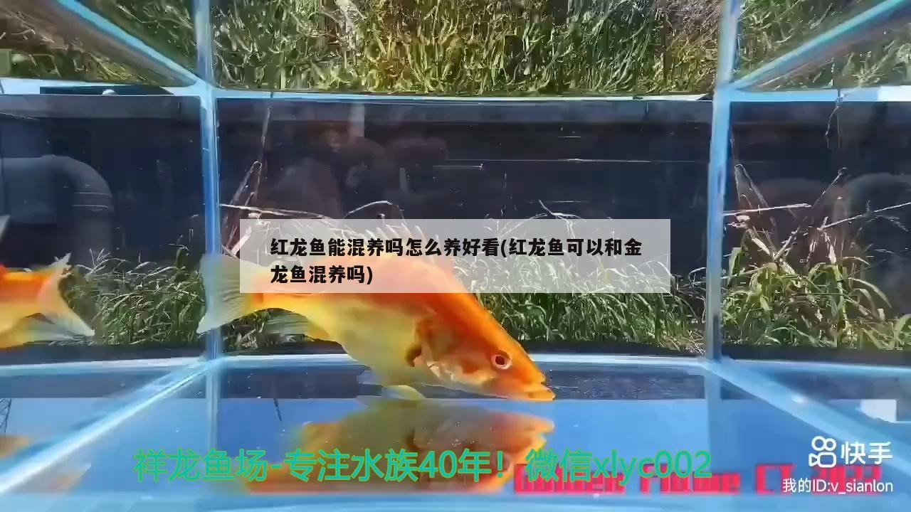古典藍底過背金龍魚能長多大（藍底過背16公分金龍魚飼養技巧）