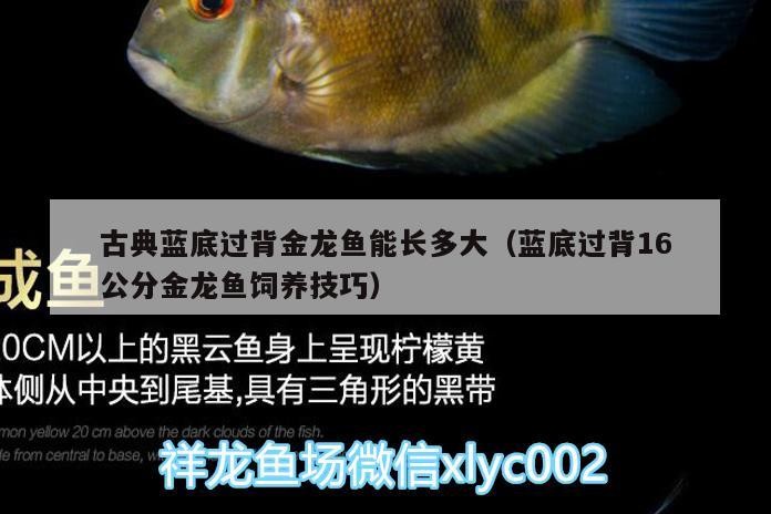 古典藍底過背金龍魚能長多大（藍底過背16公分金龍魚飼養技巧）