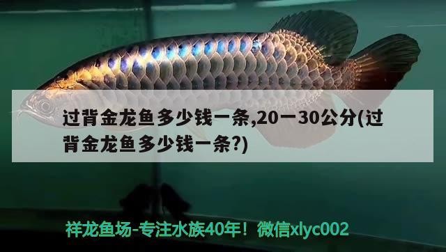 詳細(xì)閱讀:過(guò)背金龍魚多少錢一條,20一30公分(過(guò)背金龍魚多少錢一條?) 過(guò)背金龍魚多少錢一條,20一30公分(過(guò)背金龍魚多少錢一條?)