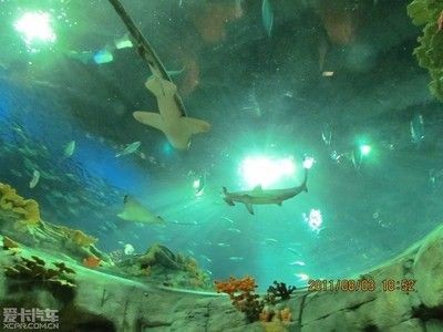 大慶水族館vs祥龍魚場（大慶水族館和祥龍魚場是與水族相關的場所，但它們之間存在顯著的區別）