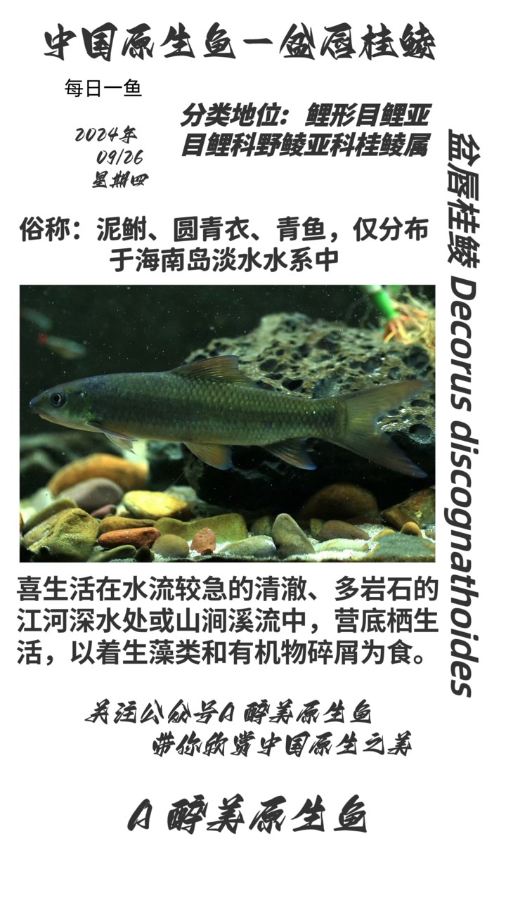 盆唇桂鯪