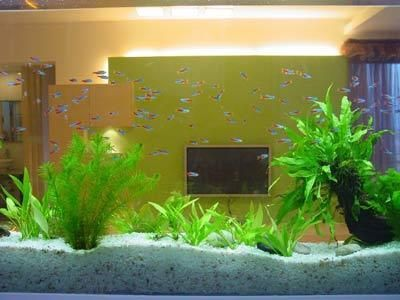 800450450的魚缸能裝多少水:800 魚缸百科 第3張 800450450的魚缸能裝多少水:800 800450450的魚缸能裝多少水:800 魚缸百科 第3張