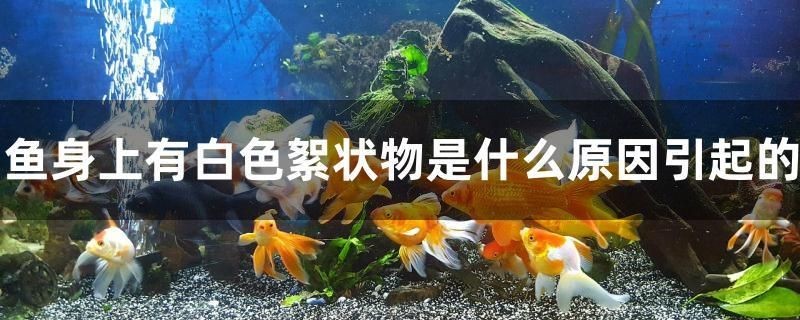 汶川溫欣觀賞魚銷售店