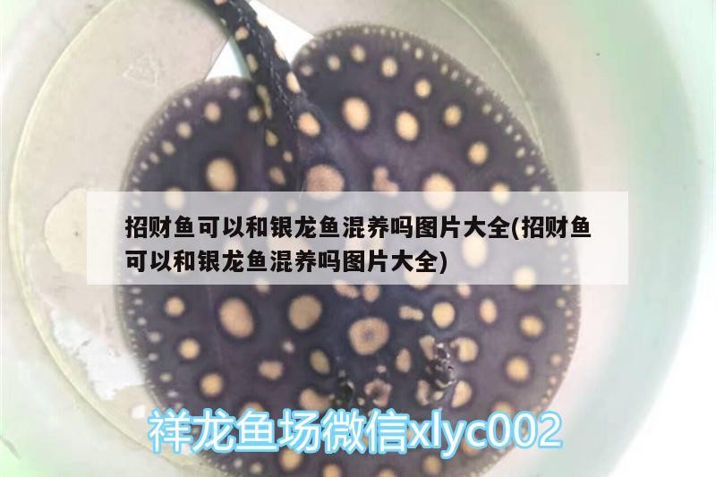 招財魚可以和銀龍魚混養嗎圖片大全(招財魚可以和銀龍魚混養嗎圖片大全)