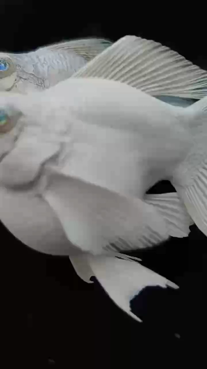 漂亮的球體瑪麗魚