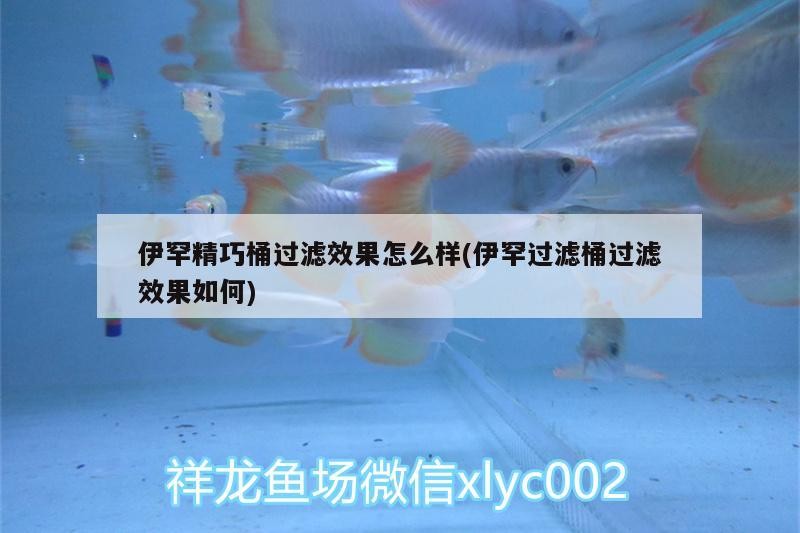 伊罕精巧桶過濾效果怎么樣(伊罕過濾桶過濾效果如何) 伊罕精巧桶過濾效果怎么樣(伊罕過濾桶過濾效果如何) 伊罕水族