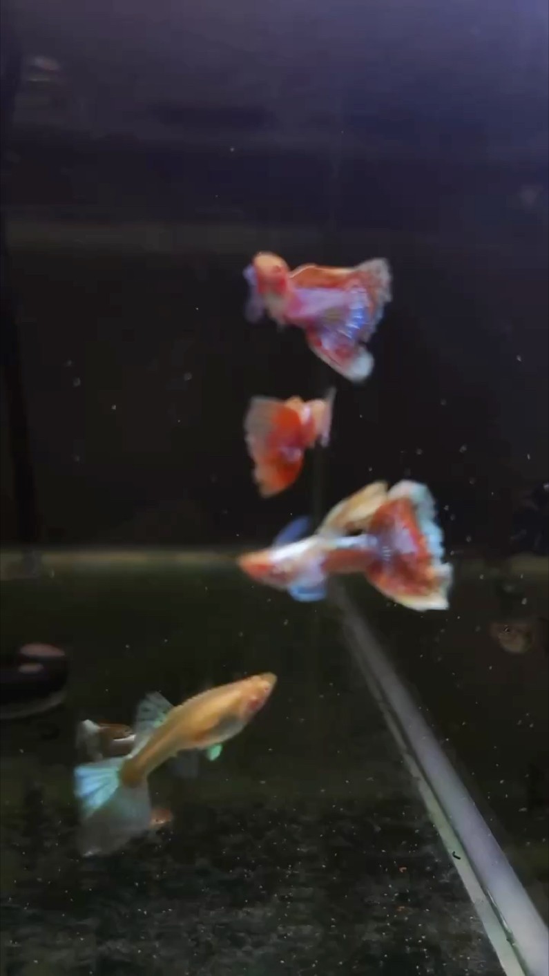 進口的孔雀魚