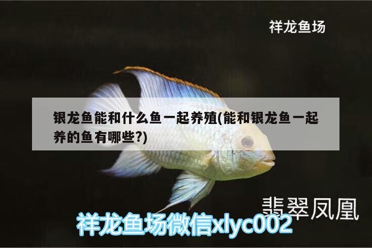 銀龍魚能和什么魚一起養殖(能和銀龍魚一起養的魚有哪些?)