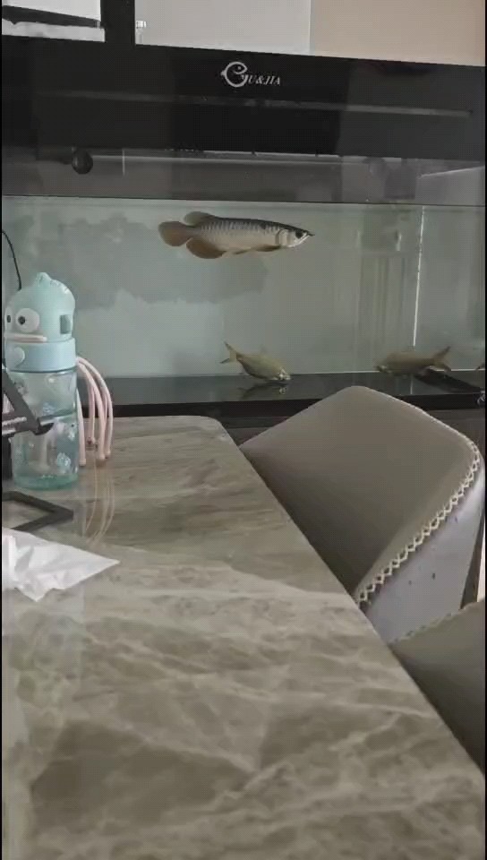 新魚到家，記錄一下