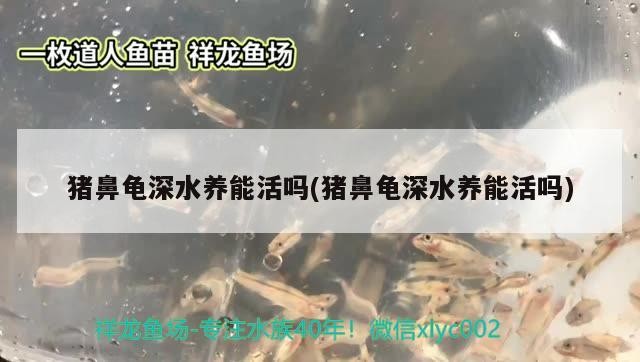 豬鼻龜深水養能活嗎(豬鼻龜深水養能活嗎)