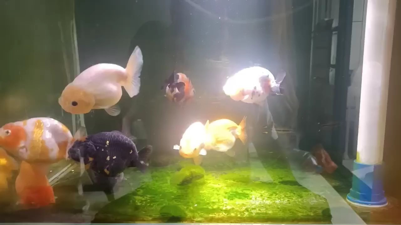 養豬場