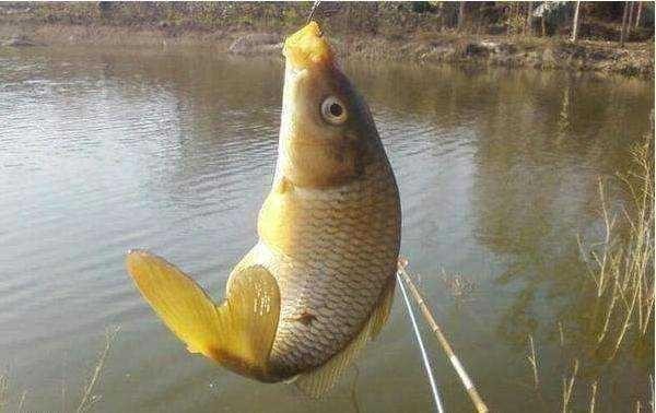 老魚匠水泵怎么關閉（老魚匠水泵怎么關閉造浪）