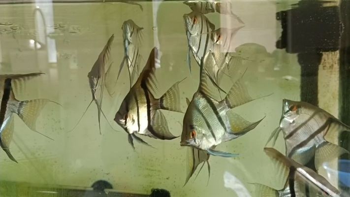 創寧水泵怎么樣值得買嗎知乎（創寧水泵怎么樣值得買嗎知乎）
