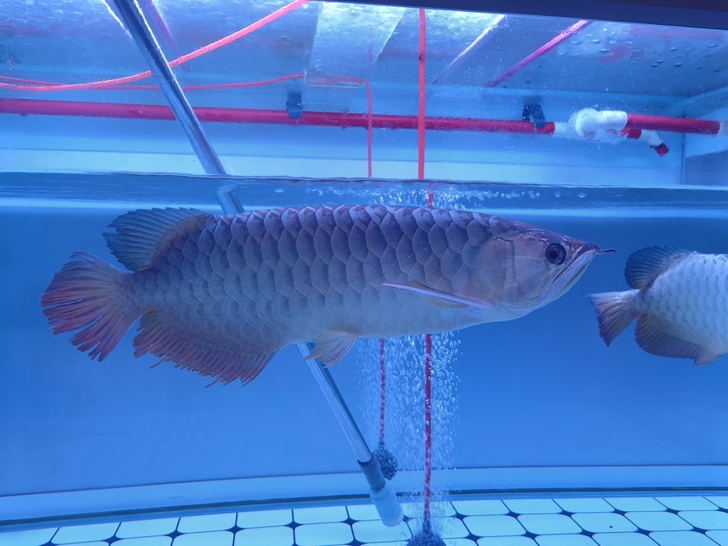 龍巔圈選金龍7平安，到家1年100天狀態，被打的恢復了一點點